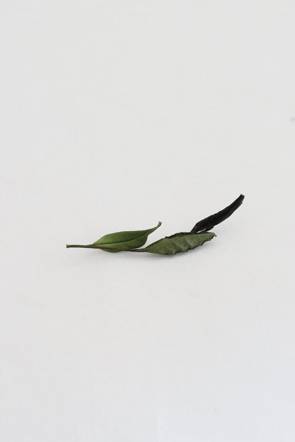 Tea Leaf