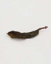 Duck Shit Dancong · Yǎ Shǐ Xiāng · 鸭屎香