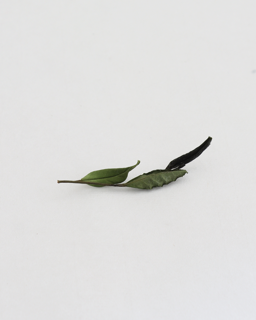 Wild White 野白