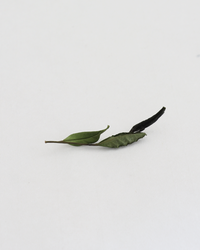 Wild White · Yě Xiǎo Bái · 野小白