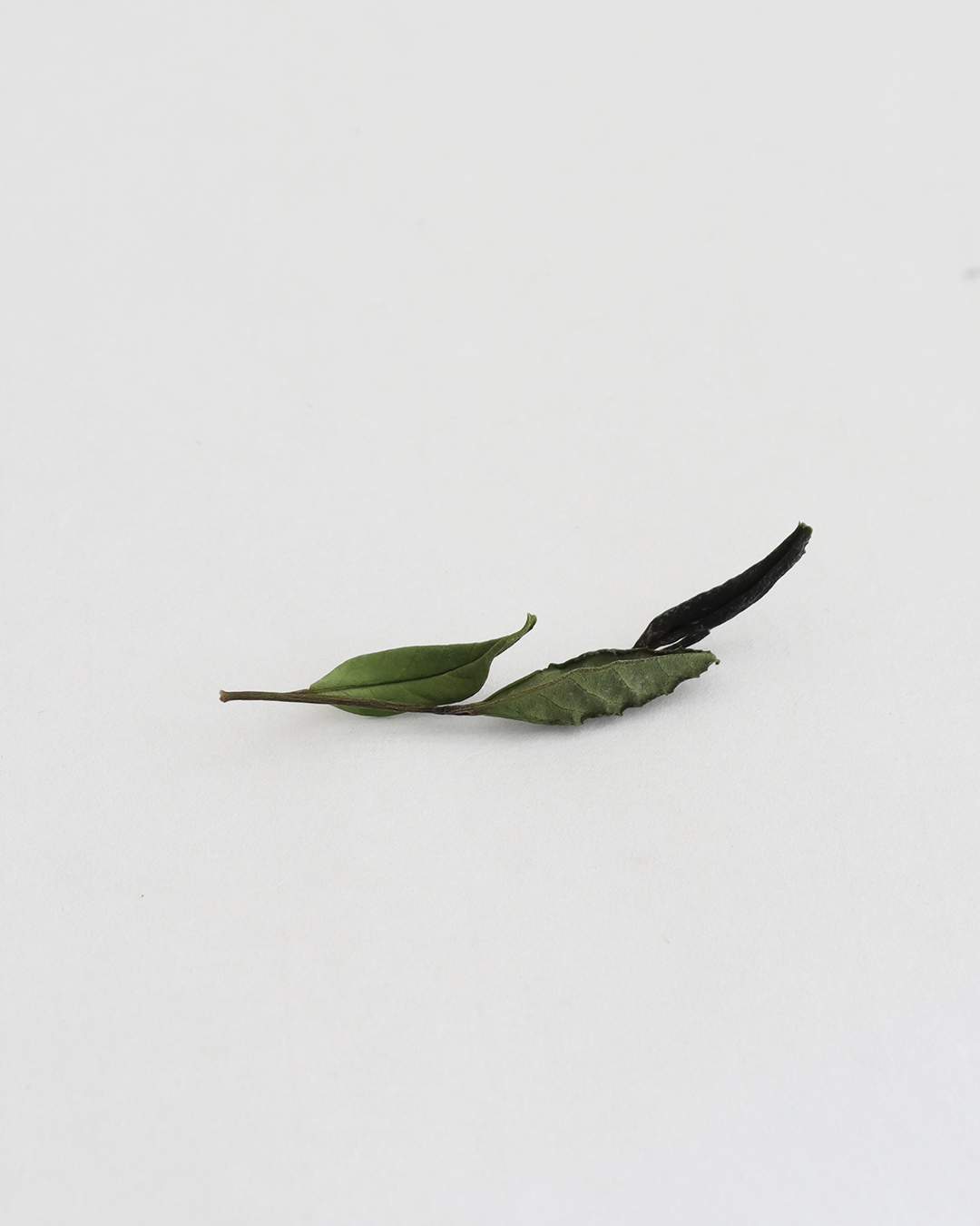 Wild White 野白