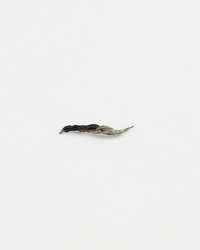 Silver Needle · Bái Háo Yín Zhēn · 白豪银针