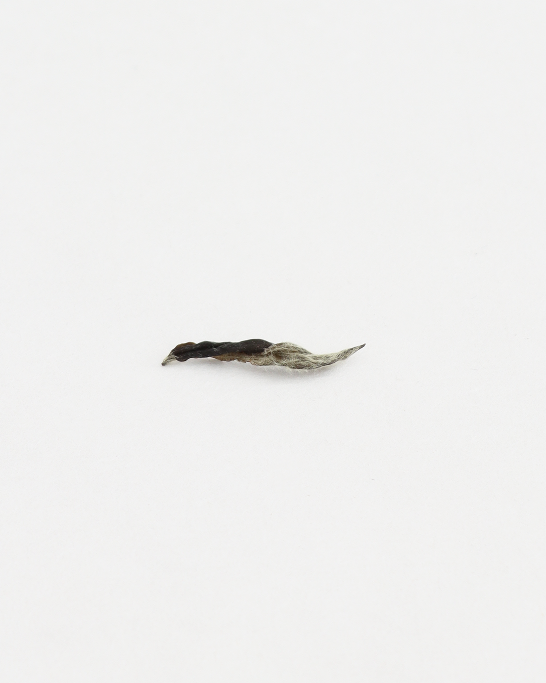 Silver Needles 白毫银针