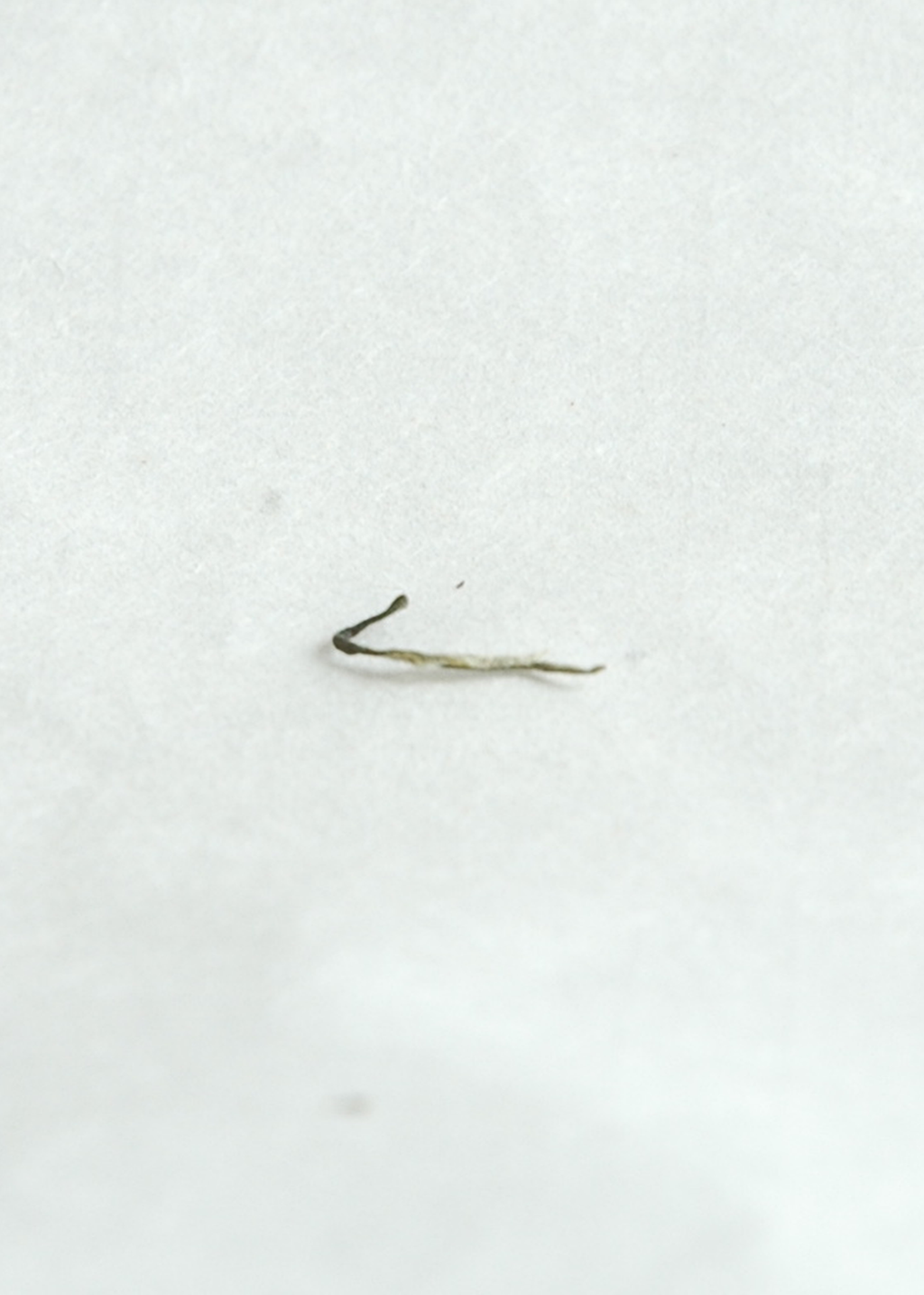 Hairy Tips