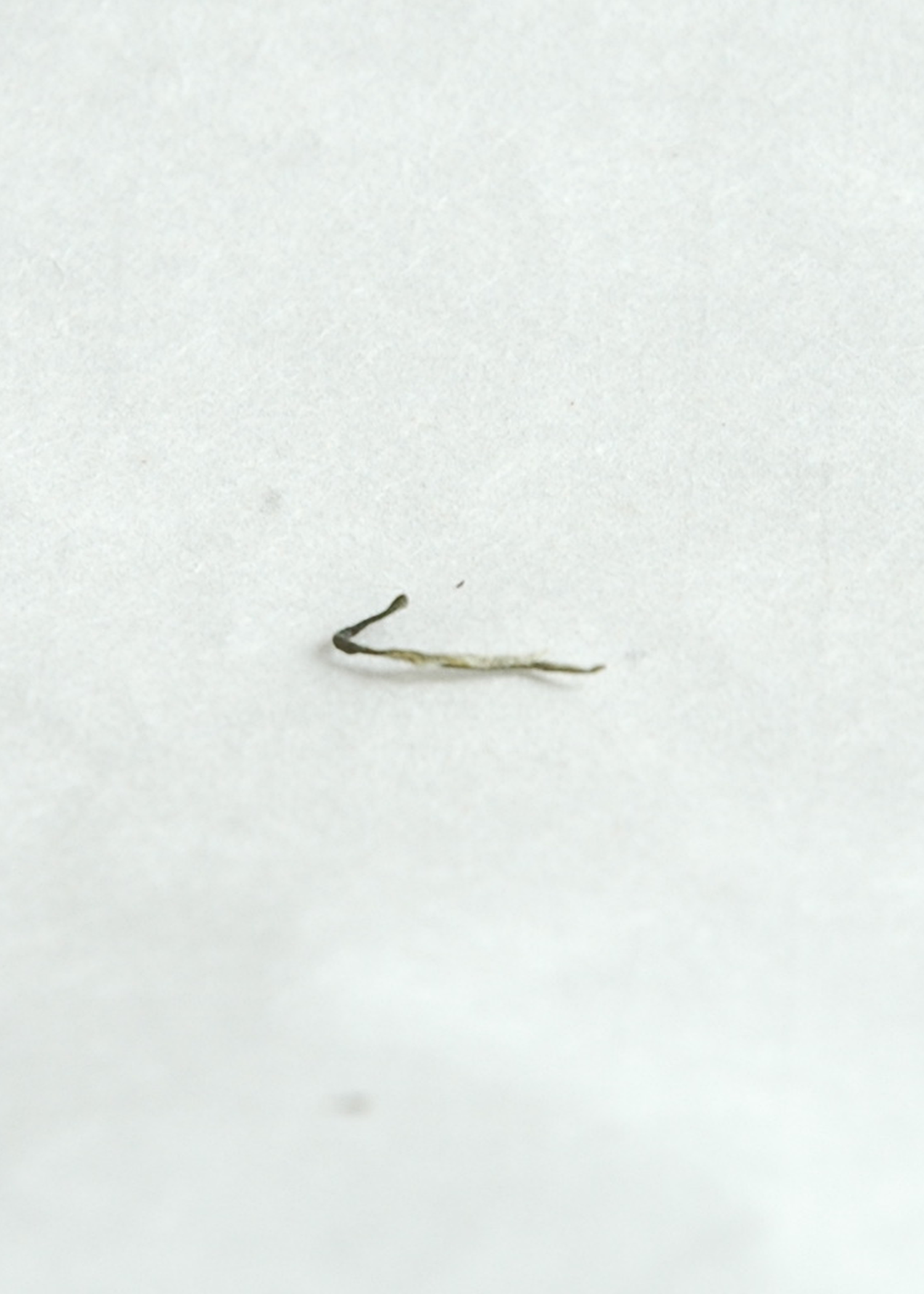 Hairy Tips