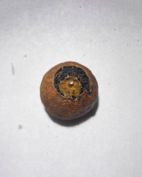 Green Tangerine Pu-erh · Xiǎo Qīng Gān · 小青柑