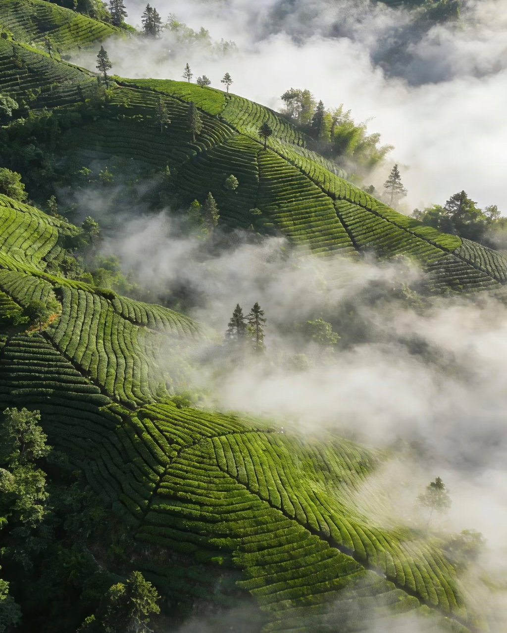 Sweet Dew · Měng Dǐng Gān Lù · 蒙顶甘露