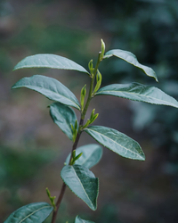 Sweet Dew · Měng Dǐng Gān Lù · 蒙顶甘露