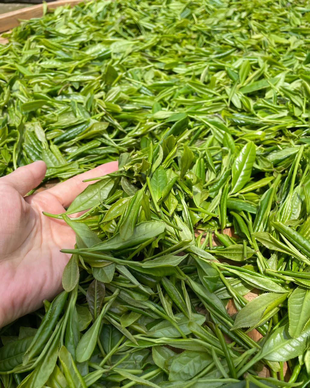 Sweet Dew · Měng Dǐng Gān Lù · 蒙顶甘露
