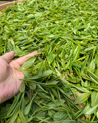 Sweet Dew · Měng Dǐng Gān Lù · 蒙顶甘露