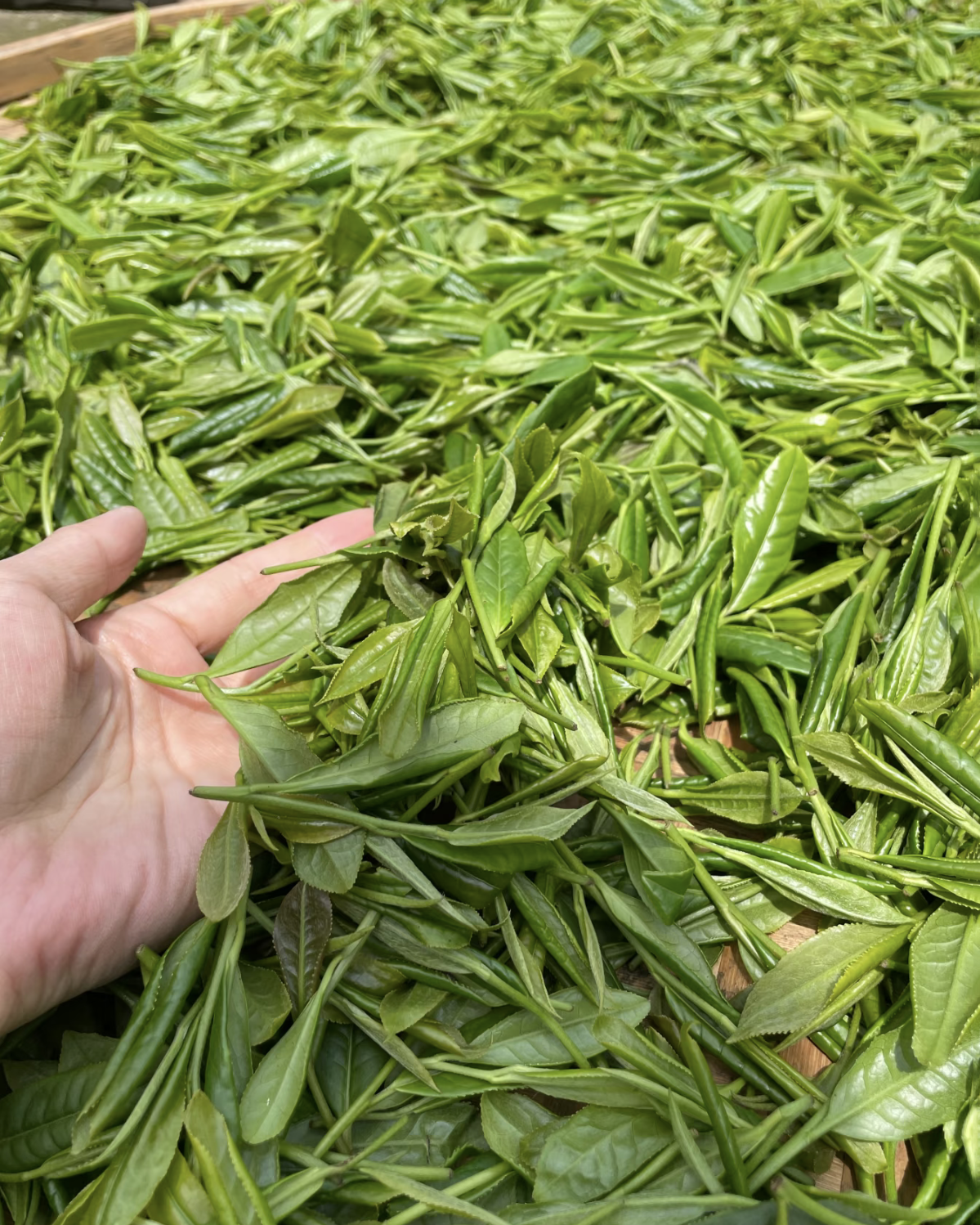Sweet Dew · Měng Dǐng Gān Lù · 蒙顶甘露