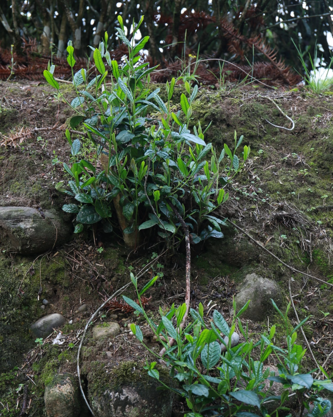 Lapsang Souchong · Zhèngshān Xiǎozhǒng · 正山小种