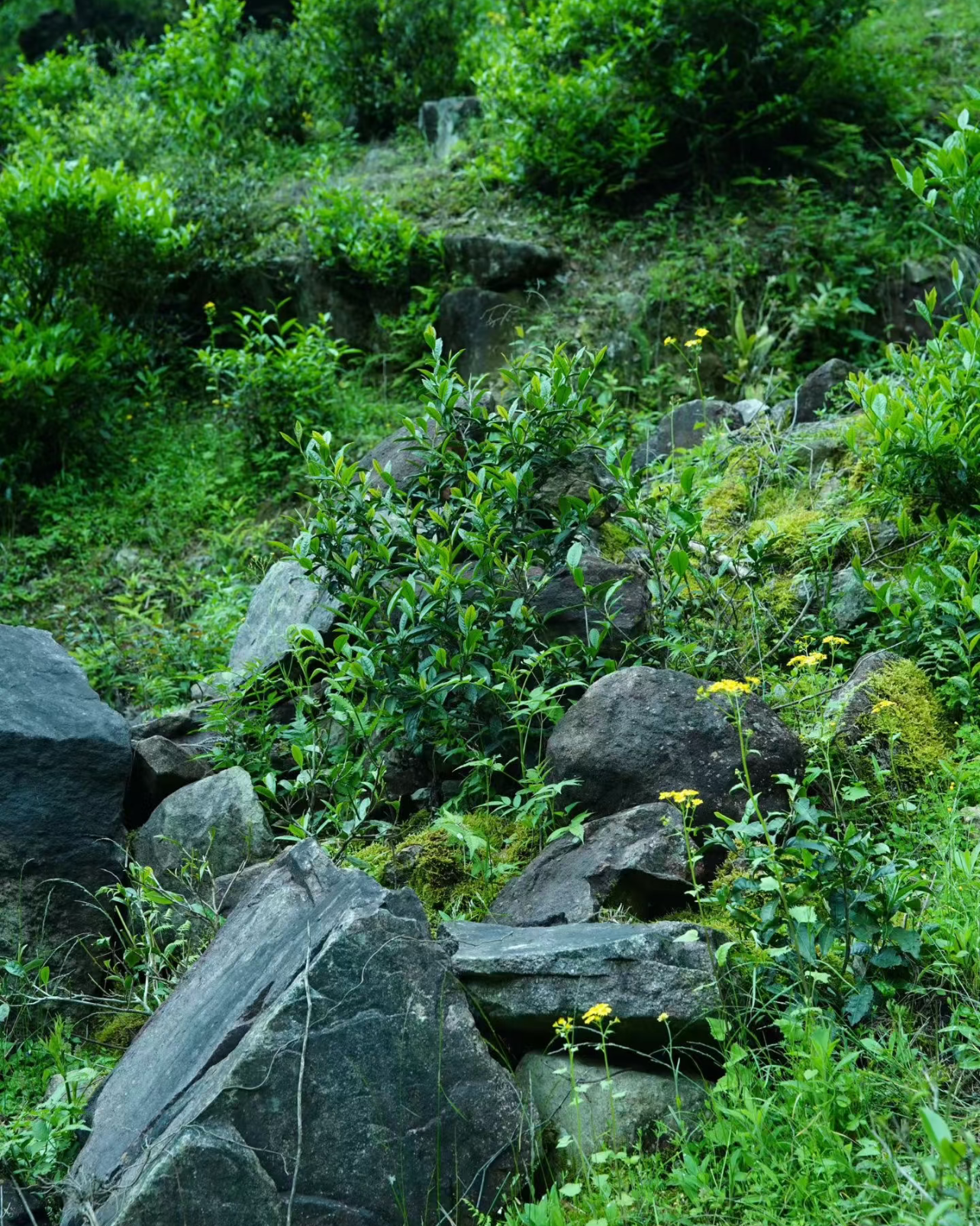 Lapsang Souchong · Zhèngshān Xiǎozhǒng · 正山小种