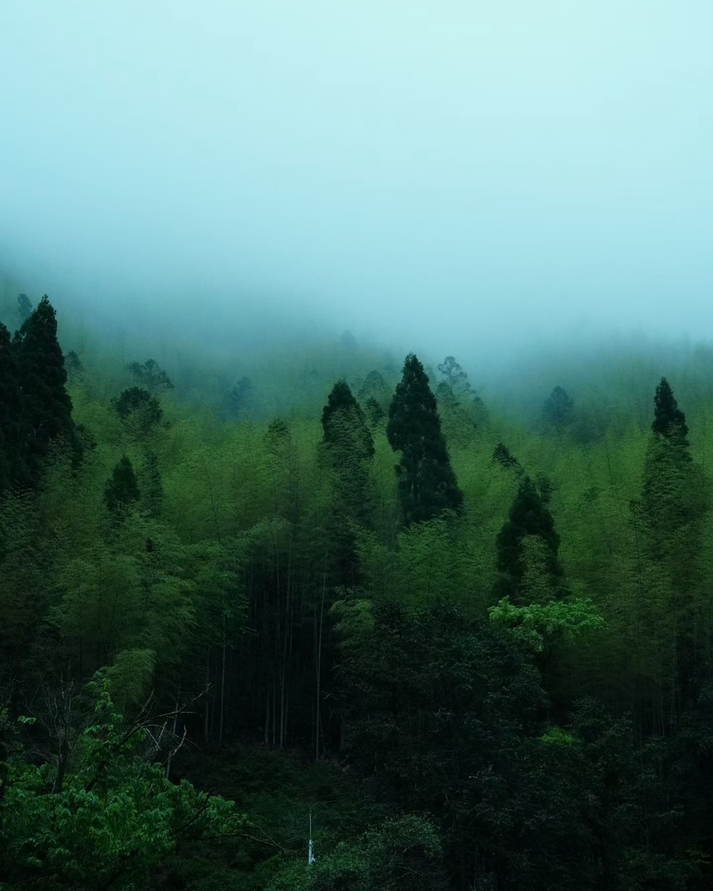 Lapsang Souchong · Zhèngshān Xiǎozhǒng · 正山小种