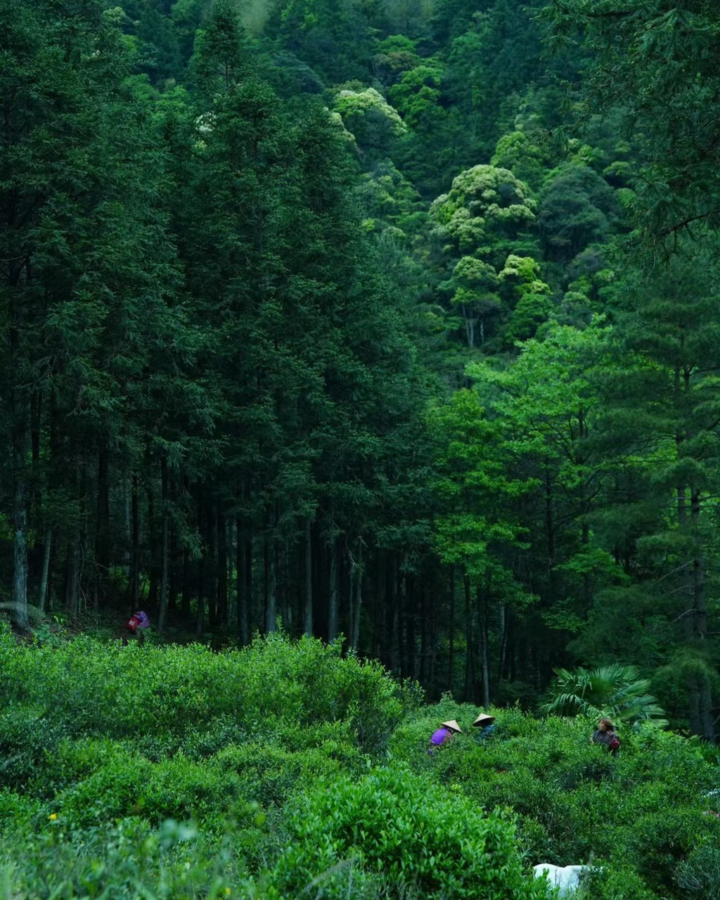 Lapsang Souchong · Zhèngshān Xiǎozhǒng · 正山小种