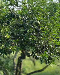 Green Tangerine Pu-erh · Xiǎo Qīng Gān · 小青柑