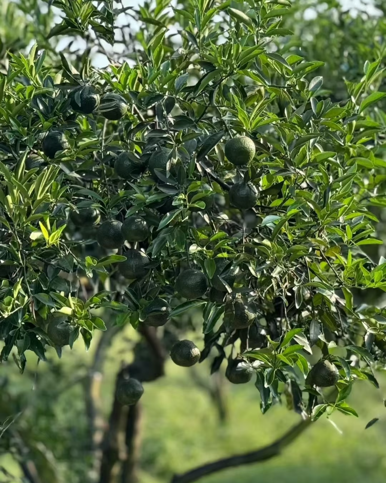 Green Tangerine Pu-erh · Xiǎo Qīng Gān · 小青柑