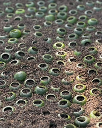 Green Tangerine Pu-erh · Xiǎo Qīng Gān · 小青柑