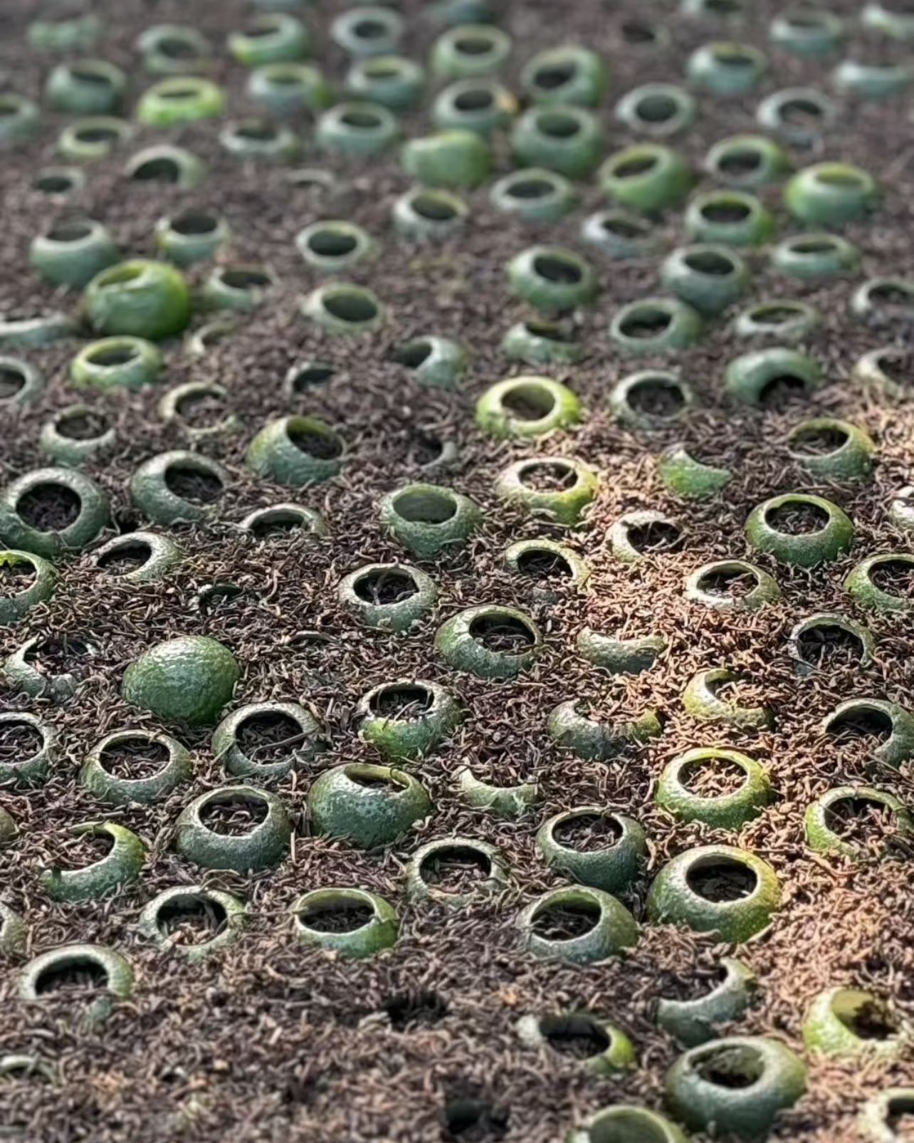 Green Tangerine Pu-erh · Xiǎo Qīng Gān · 小青柑