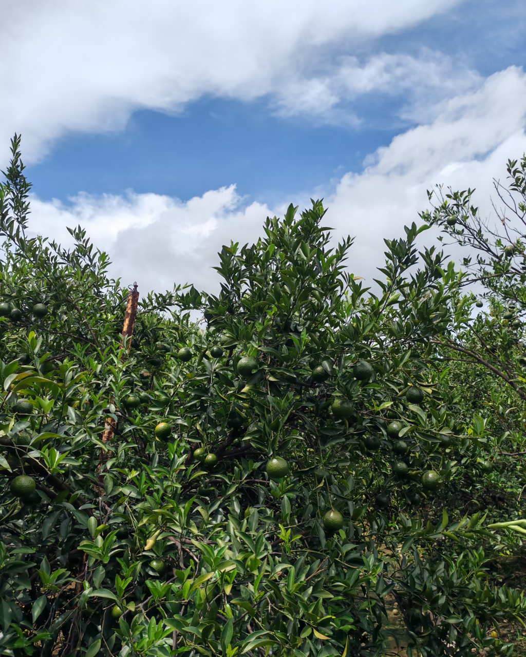 Green Tangerine Pu-erh · Xiǎo Qīng Gān · 小青柑