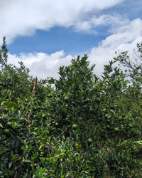 Green Tangerine Pu-erh · Xiǎo Qīng Gān · 小青柑