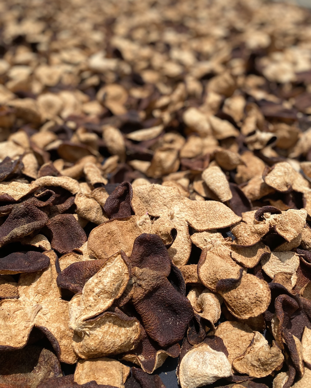 Orange Pu-erh · Gān Pǔ · 柑普
