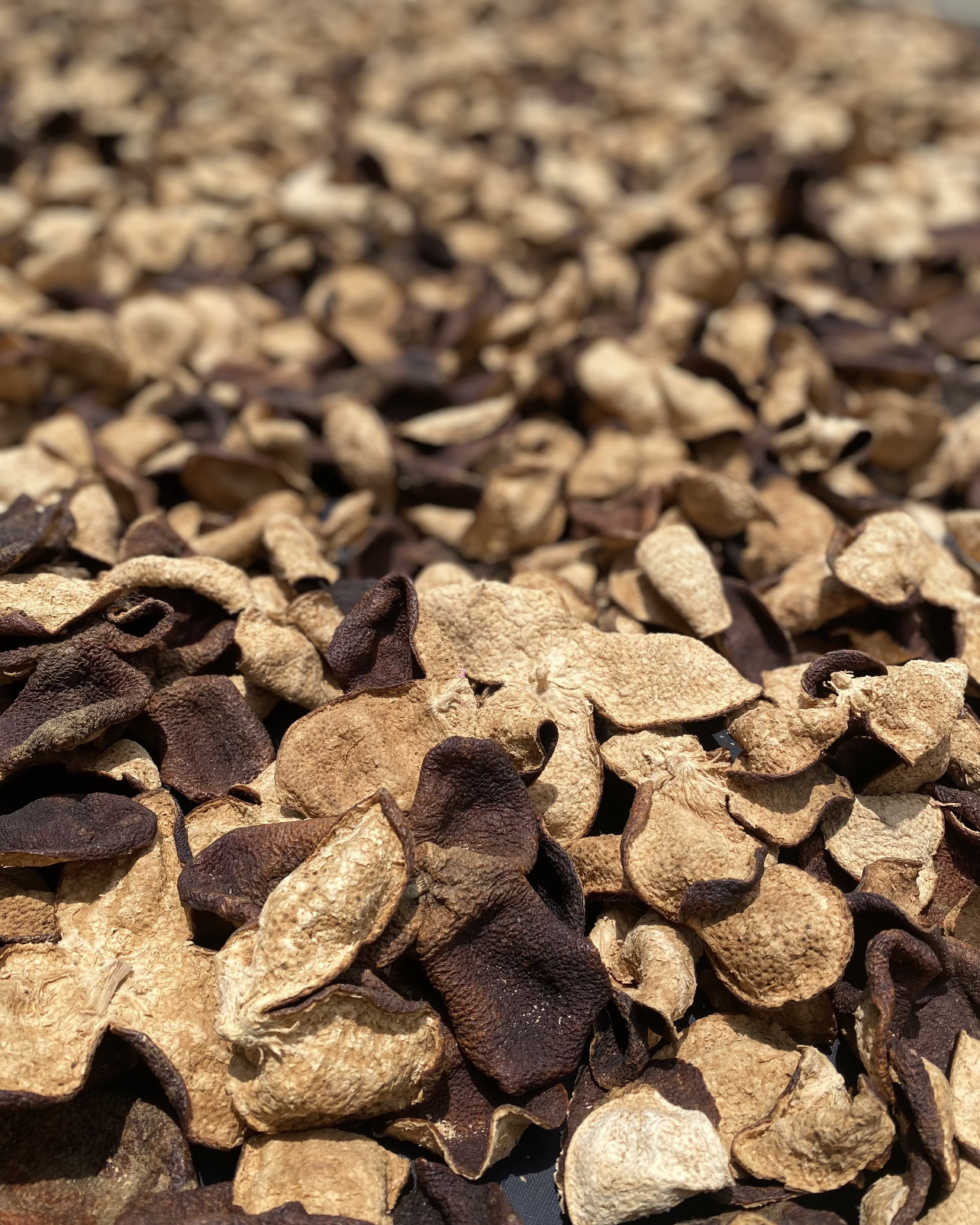 Orange Pu-erh · Gān Pǔ · 柑普