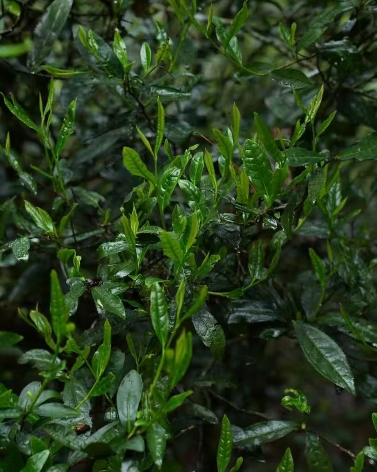 Cinnamon Rock Tea · Ròuguì · 肉桂
