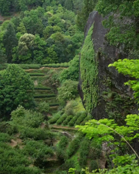 Cinnamon Rock Tea · Ròuguì · 肉桂