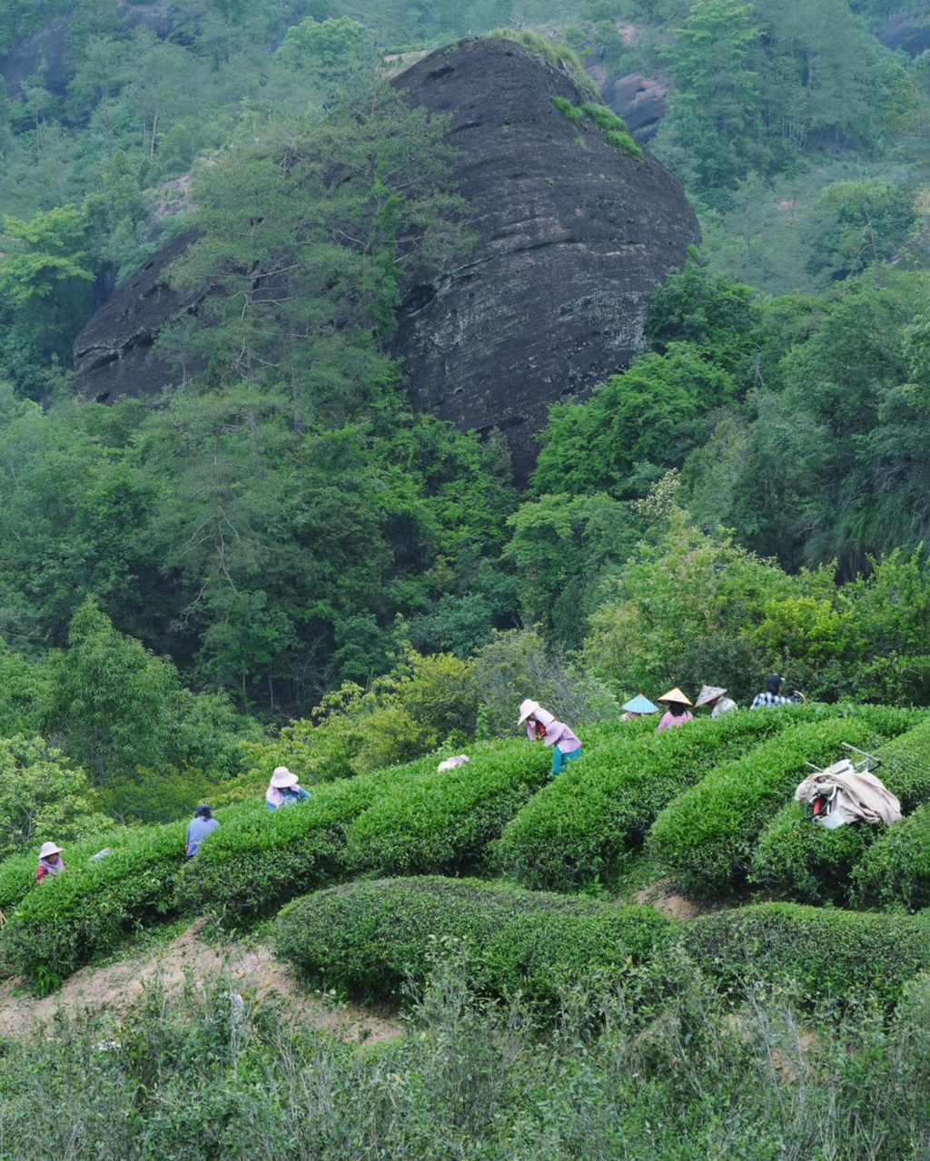 Da Hong Pao · Dà Hóng Páo · 大红袍