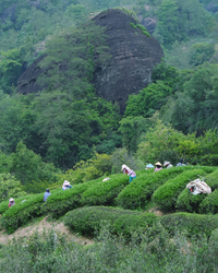 Da Hong Pao · Dà Hóng Páo · 大红袍