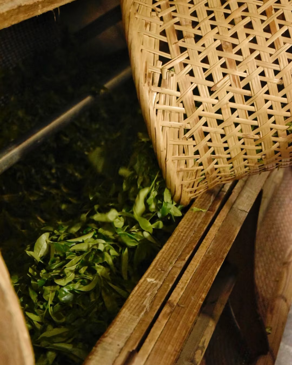 Duck Shit Dancong · Yǎ Shǐ Xiāng · 鸭屎香