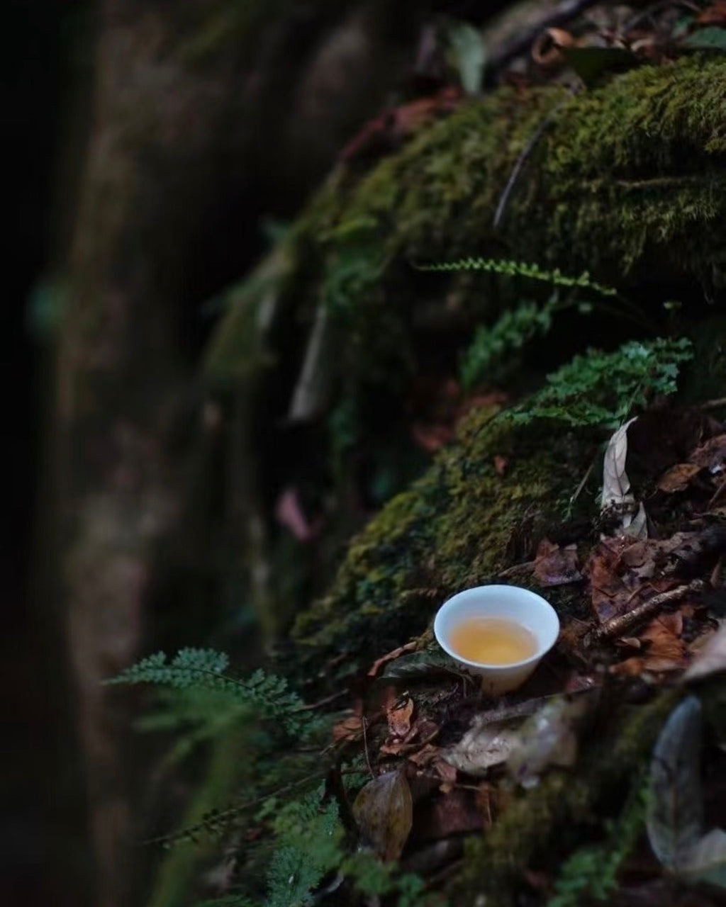 Golden Needle · Jīn Zhen · 金针