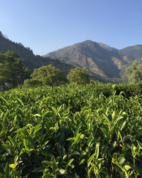 Honey Orchid Dancong · Mì Lán Xiāng · 蜜兰香