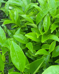 Honey Orchid Dancong · Mì Lán Xiāng · 蜜兰香
