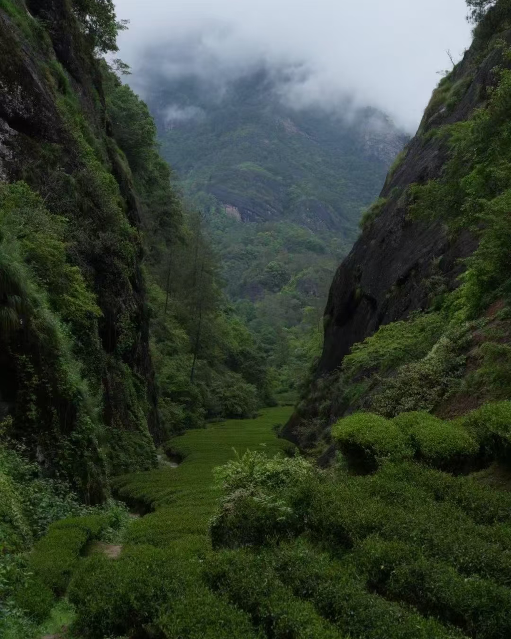 Narcissus Rock Tea · Shuǐxiān · 水仙