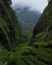 Narcissus Rock Tea · Shuǐxiān · 水仙
