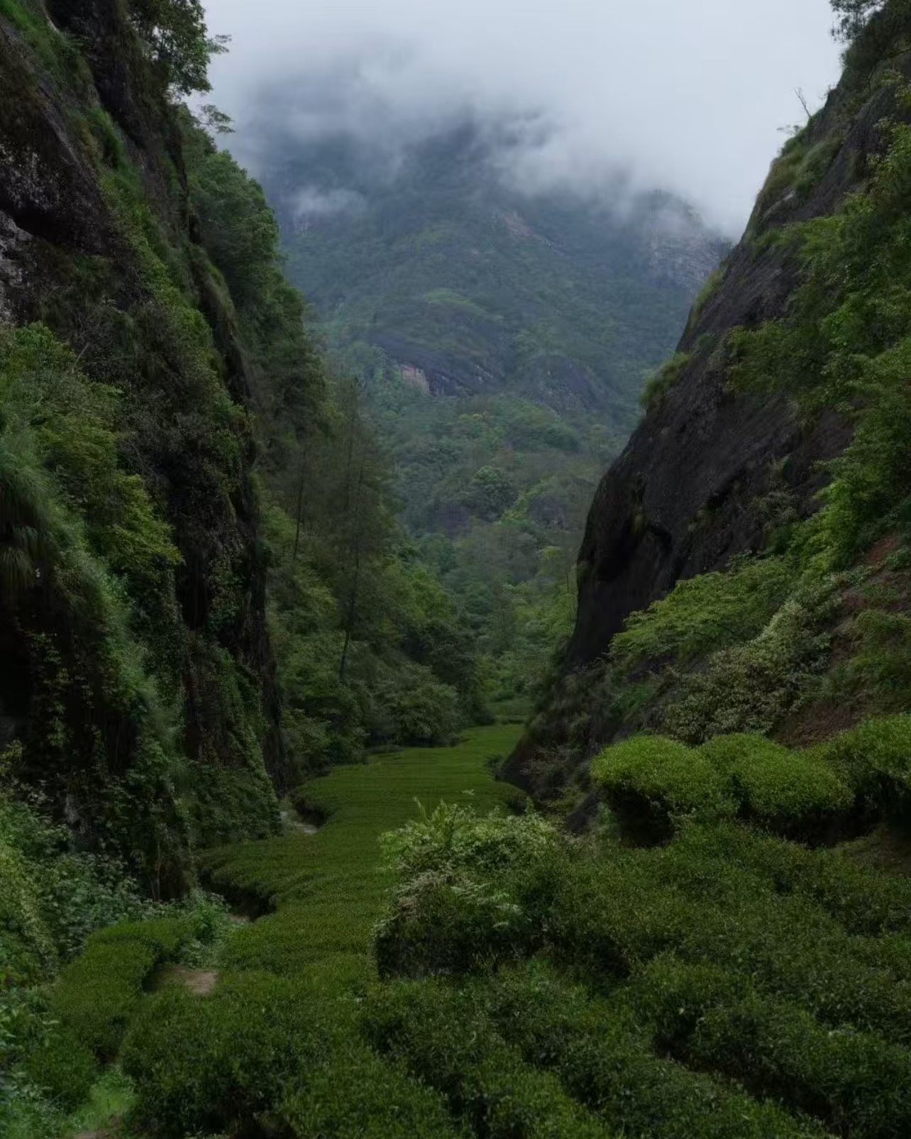 Narcissus Rock Tea · Shuǐxiān · 水仙