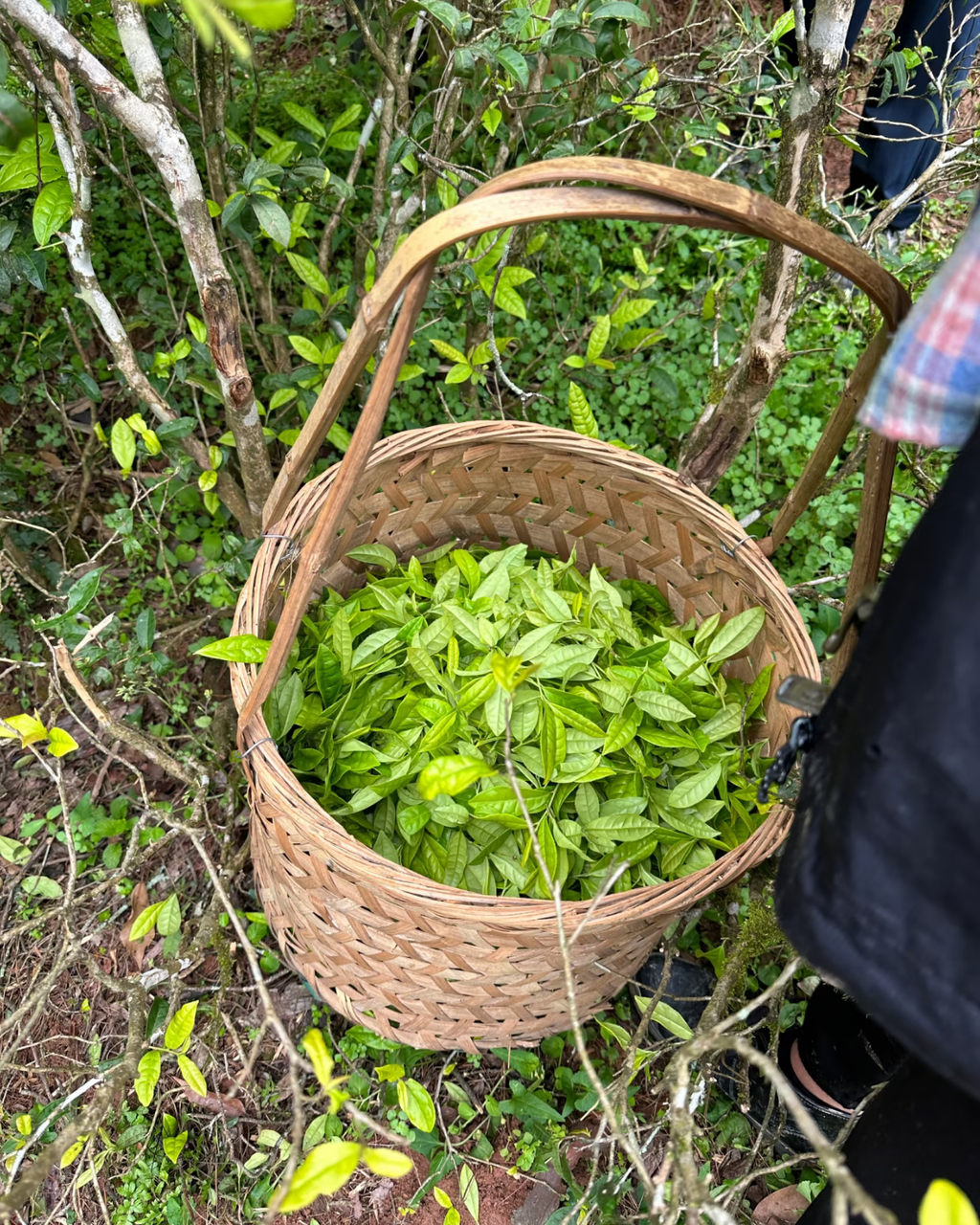 Narcissus Rock Tea · Shuǐxiān · 水仙