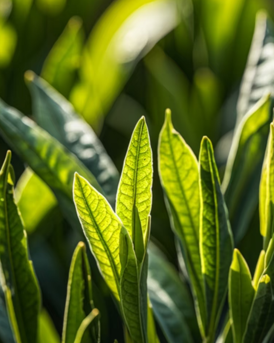 Narcissus Rock Tea · Shuǐxiān · 水仙