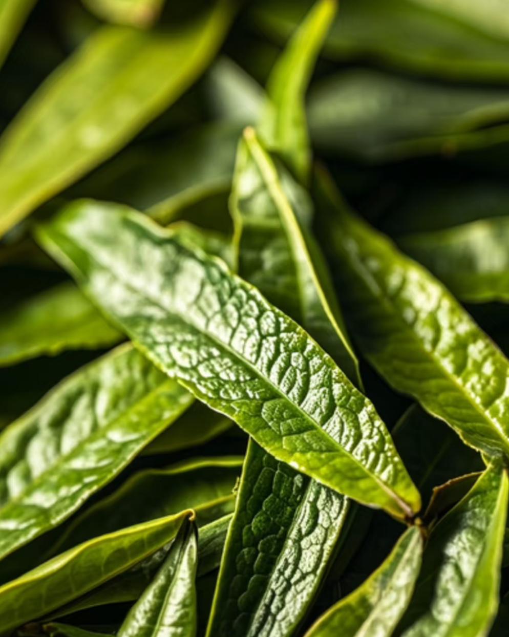 Narcissus Rock Tea · Shuǐxiān · 水仙
