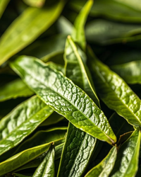 Narcissus Rock Tea · Shuǐxiān · 水仙