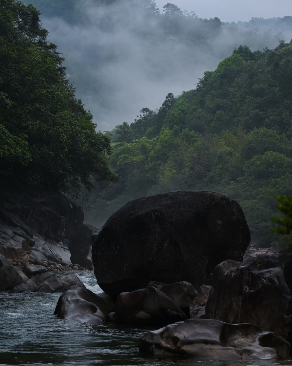 Narcissus Rock Tea · Shuǐxiān · 水仙