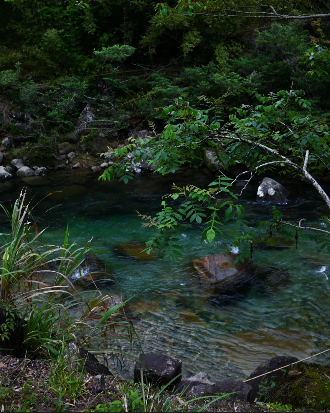 Narcissus Rock Tea · Shuǐxiān · 水仙