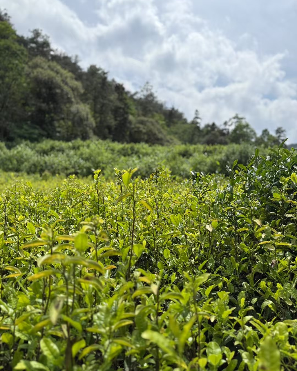 Purple Needle · Zǐ Sǔn · 紫笋