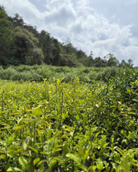 Purple Needle · Zǐ Sǔn · 紫笋