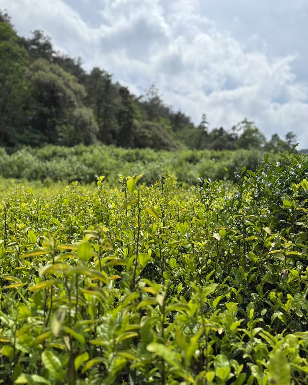 Purple Needle · Zǐ Sǔn · 紫笋