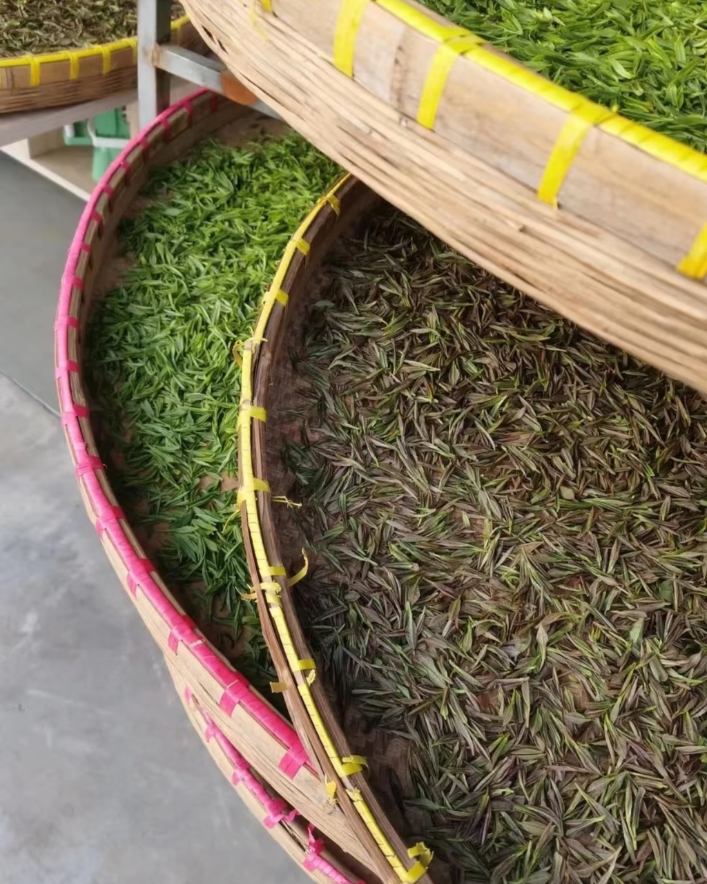Purple Needle · Zǐ Sǔn · 紫笋