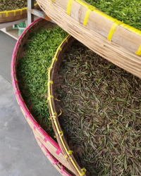 Purple Needle · Zǐ Sǔn · 紫笋