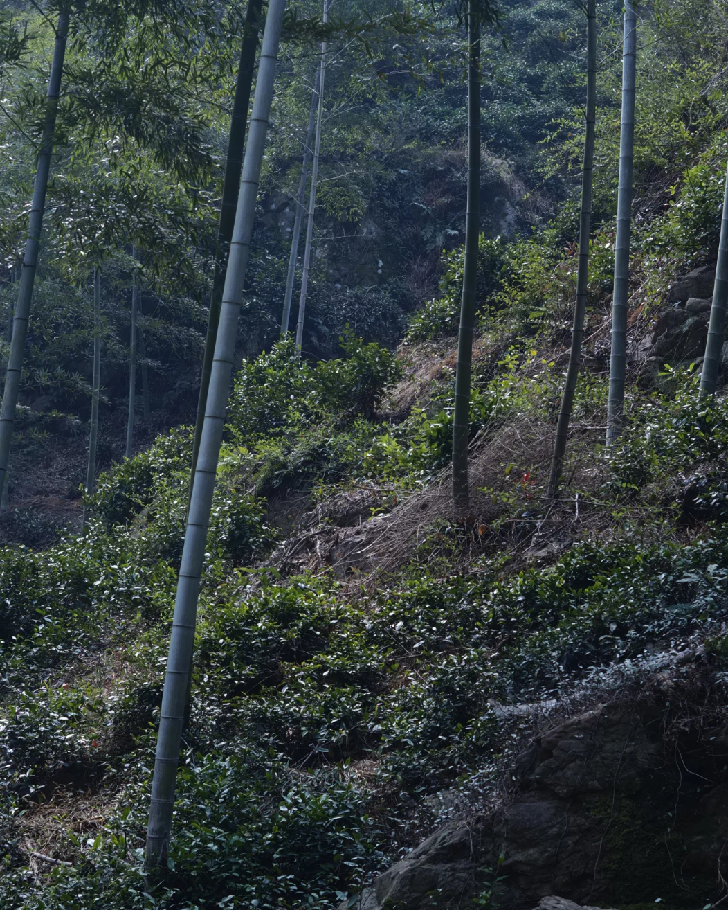 Purple Needle · Zǐ Sǔn · 紫笋